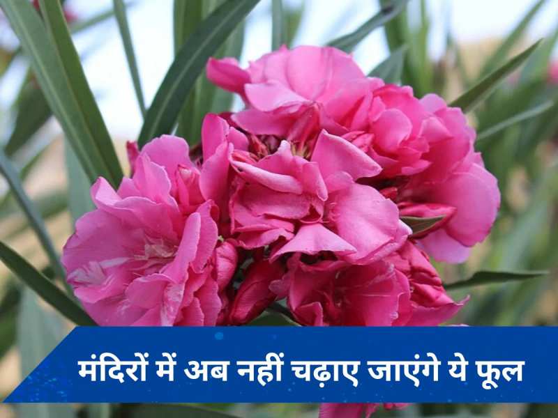 केरल के मंदिरों में बैन हुआ ये फूल, आदेश का एक महिला की मौत से है संबंध