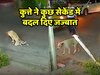 लंगड़ाते हुए Dog की Help करने आया शख्स तो 'बाघ' की तरह भाग निकला