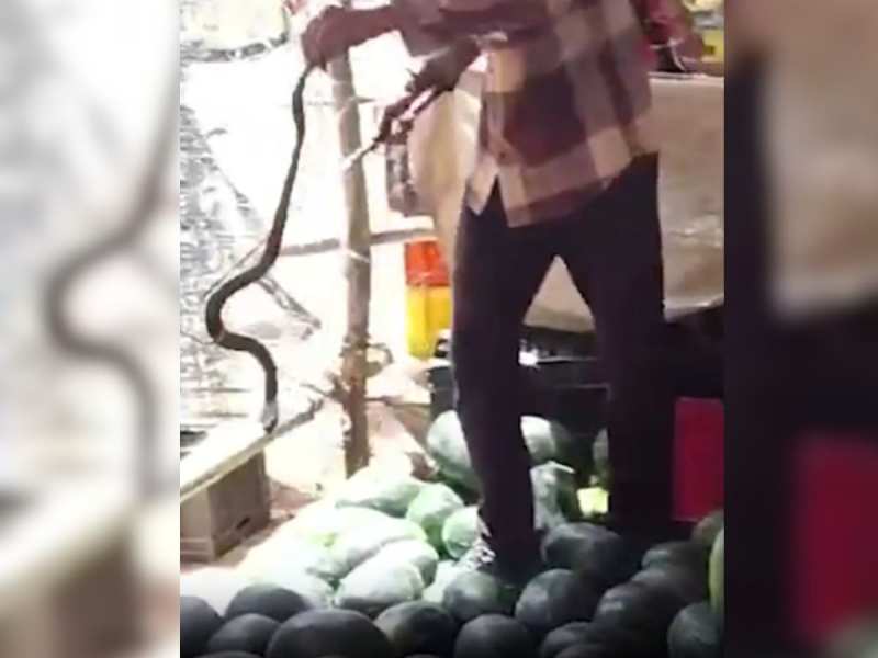 Snake Video: भयंकर गर्मी के बीच तरबूज की दुकान पर पहुंचा नाग | Pali News 
