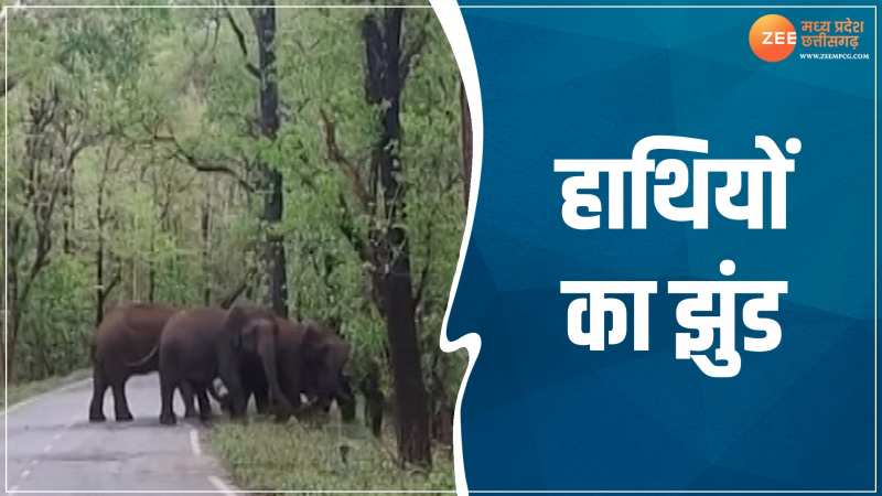 सड़क पार करते दिखा हाथियों का बड़ा झुंड, Video सोशल मीडिया पर वायरल