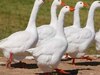 गोरखपुर के रामगढ़ताल में दिखेंगे विदेशी पक्षी, राजहंस से लेकर अमेरिकन बत्तख तक लंबी 