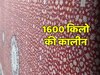Viral Video: 37 करोड़ गांठें, 20 कारिगर, 8 साल की मेहनत...1600 किलो का कालीन