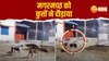 Jhansi Video: वाटर ट्रीटमेंट प्लांट में घुसा मगरमच्छ, कुत्तों ने खूब दौड़ाया