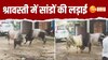 Shravasti Video: बीच बाजार खूब लड़े सांड, जुट गए तमाशाई, फिर हुआ ये हाल