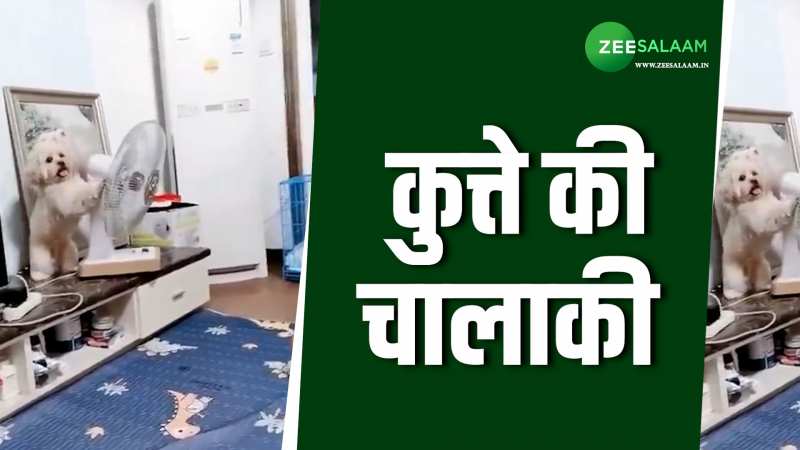 Video: कुत्ते की चालाकी ने लोगों को किया हैरान, बार-बार देखा जा रहा वीडियो