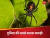 Black Widow Spiders: दुनिया की सबसे खतरनाक मकड़‍ियां लौटने वाली हैं! वैज्ञानिकों ने दी चेतावनी