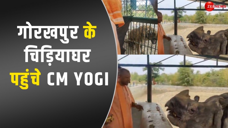 गोरखपुर के चिड़ियाघर पहुंचे CM Yogi, गुर्राने लगा शेर तो बोले- नाराज हो गया रे;VIDEO