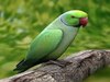 vastu tips for parrot