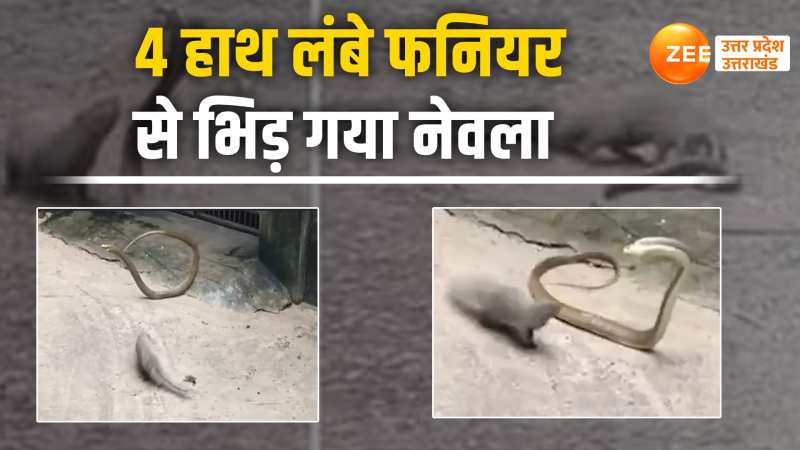 Viral Video: चार हाथ लंबे कोबरा को नेवले ने पल भर में चटा दी धूल, वीडियो हुआ वायरल