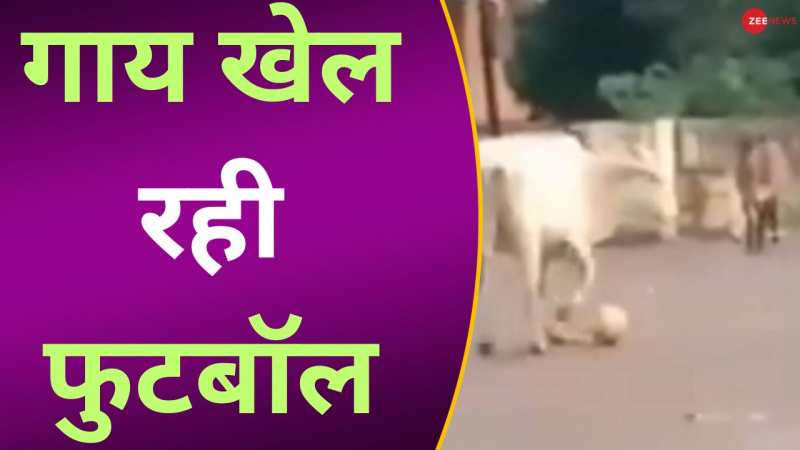 इंसान छोड़ो अब गाय भी फुटबॉल खेल रही है, यकीन नहीं तो देख लो ये वायरल VIDEO 