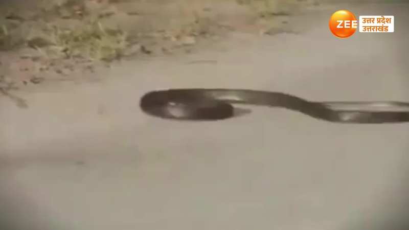 snake video: सांप ने खुद को डंसा!, सड़क पर तड़प तड़प कर दम तोड़ने का वीडियो सामने आया