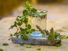 Benefits of Tulsi Water: तुलसी का पानी सिर्फ पूजा का सामान ही नहीं, बल्कि है सेहत का खजाना