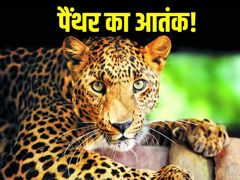 Pali Panther: पैंथर के मूवमेंट से ग्रामीणों में दहशत, एक माह बाद ली राहत की सांस