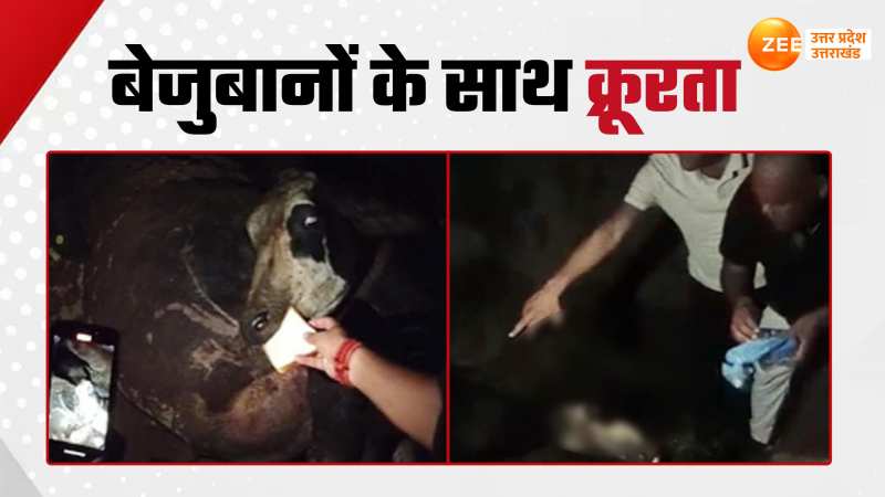 गौशाला में गायों को जिंदा कर रहे दफन आधिकारी ? दर्दनाक मंजर देख सिहर उठेंगे आप !