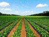 Organic Farming