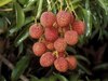 litchi 