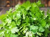 coriander 