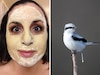 लोग खूबसूरती के लिए चेहरे पर लगा रहे चिड़िया की पॉटी, जानें क्या है Bird Poop Facial