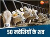 सिवनी में 50 से ज्यादा गायों की हत्या से क्षेत्र में फैली सनसनी, जांच में जुटी पुलिस