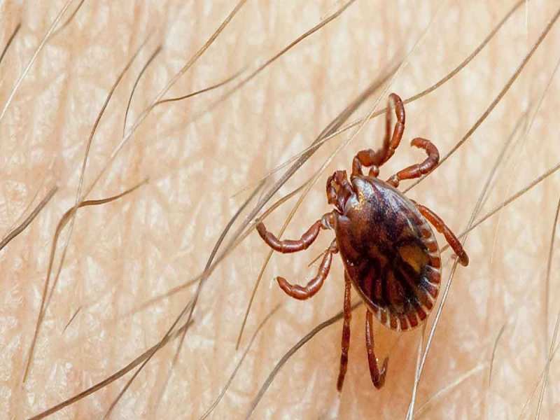 Pakistan में Congo Virus का 13वां केस आया सामने, कितनी खतरनाक है यह बीमारी?