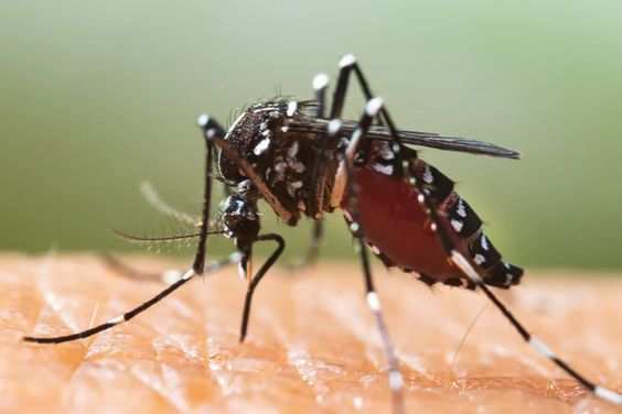 मानसून में बढ़ता है डेंगू का खतरा, आज ही जाने इसके कारण, उपचार और रोकथाम 