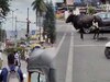 Pune Cow Viral Video: रेड लाइट पर खड़ी गाय का वीडियो वायरल, पुणे पुलिस ने किया शेयर