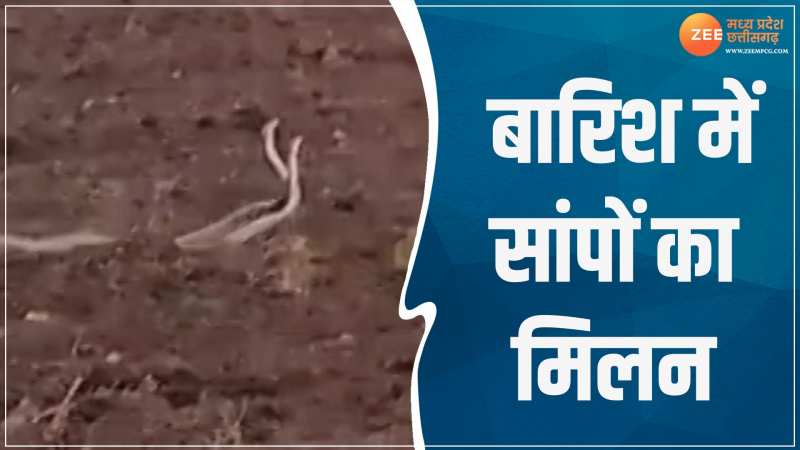 Vidisha Video: नाग-नागिन का मिलन देख दंग रह गए लोग, इस नजारे को देखने उमड़ी भीड़