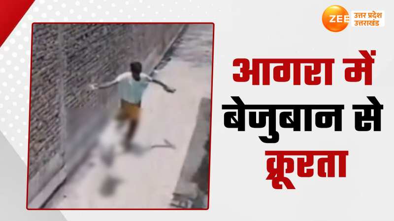 Video: बेजुबान को पटक-पटक कर मार डाला, CCTV देख तिलमिला जाएंगे आप