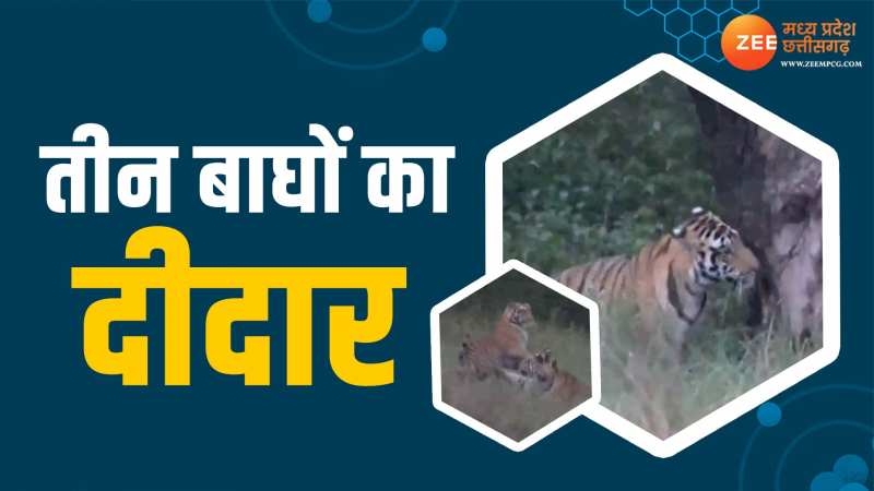 Video: कान्हा टाइगर रिजर्व में एक साथ दिखे तीन बाघ, रोमांचित हो उठे पर्यटक