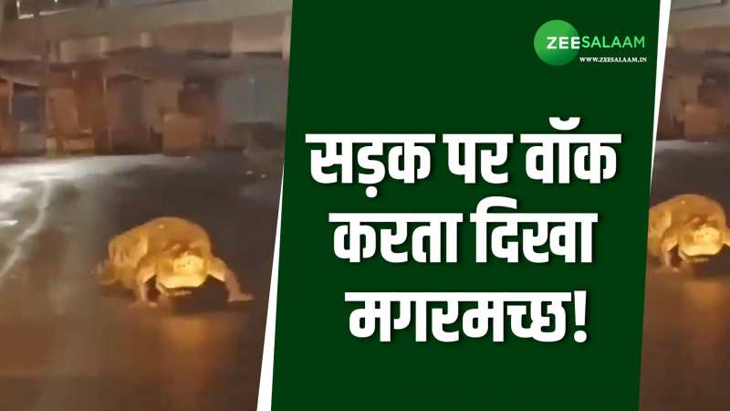 Video: आधी रात महाराष्ट्र की सड़क पर वॉक करने निकला मगरमच्छ, हैरान रह गए राहगीर 