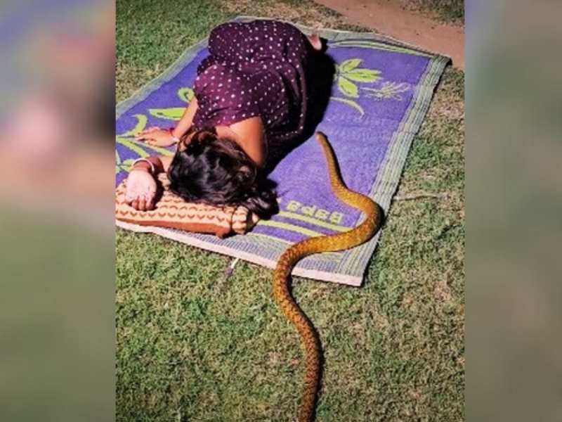 King Cobra Video: सो रही थी महिला, बिस्तर में दबे पांव घुस गया जहरीला नाग फिर...