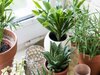 Plant Vastu: घर और ऑफिस में ये पौधे लगाना होता है शुभ, होती है धन वर्षा!