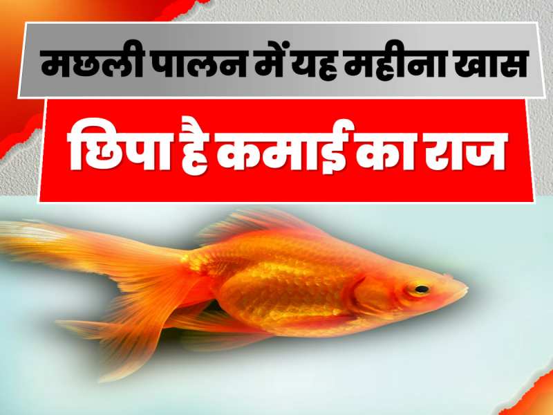 Fish Farming: मछली पालन के लिए खास है ये महीना, ऐसे बढ़ेगा मुनाफा!