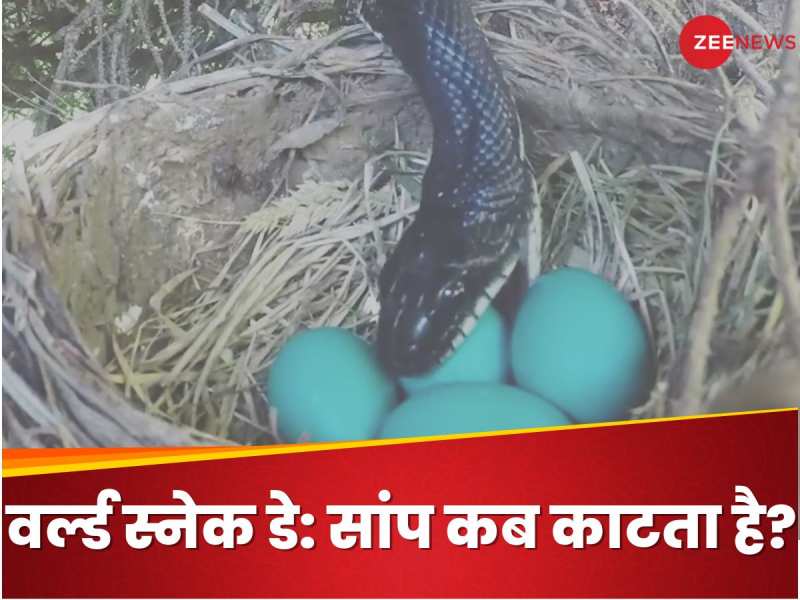 World Snake Day 2024: सांप सबसे ज्यादा कहां और कब काटते हैं?