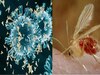 Chandipura Virus: इस जानलेवा वायरस का नाम 'चांदीपुरा' क्यों पड़ा? बच्चों के लिए काल बन रही रहस्यमय बीमारी