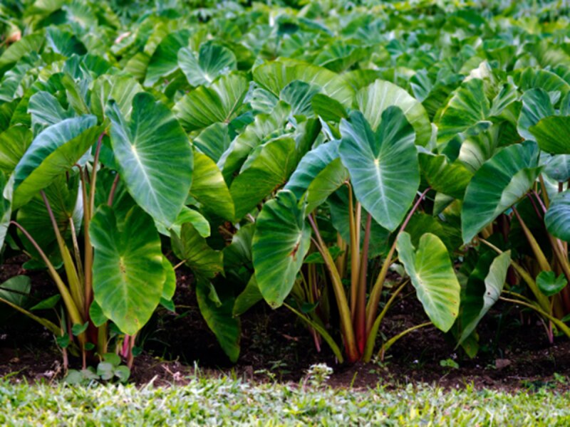 Colcasia Farming: ଗୋଟିଏ ଥର କରନ୍ତୁ ସାରୁ ଚାଷ, ଜୀବନଯାକ କରିବେ ଲକ୍ଷ ଲକ୍ଷ ଟଙ୍କା ରୋଜଗାର !