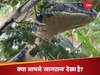 King Cobra Video: सावन में अचानक नजर आए 'नागराज', इतने बड़े कोबरा को देखकर लोगों के खड़े हो गए रोंगटे; फिर हुआ ये अंजाम