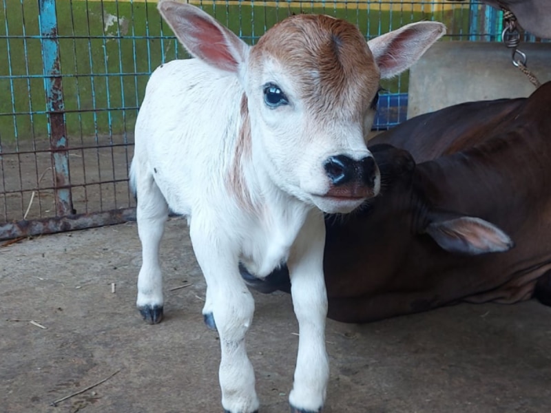 Punganur Cow: ढाई फीट की गाय बढ़ा देगी किसानों की आय, 50 हजार रुपये में मिलता है 1 किलो देसी घी