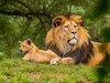 World Lion Day: 'विश्व शेर दिवस' आज, आखिर क्यों जरूरी है हमारे लिए 'वनराज'?