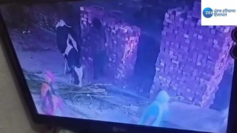 Viral Video: सांड के हमले से युवक की मौत, सीसीटीवी वीडियो वायरल