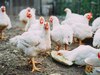 bird flu: ବାର୍ଡ ଫ୍ଲୁ:  କଟକଣା ଭିତରେ ସାରା ଜିଲ୍ଲା 