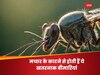 dangerous mosquito diseases
