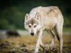 Wolf Attack: बच्चों को साड़ी से बांधकर सो रहीं महिलाएं...यूपी के बहराइच में दहशत, जानें- भेड़िया क्यों कर रहा अटैक?