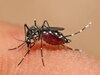 Dengue Fever: जानें कैसे पनपता है डेंगू मच्छर का लारवा, जिससे होता है बुखार