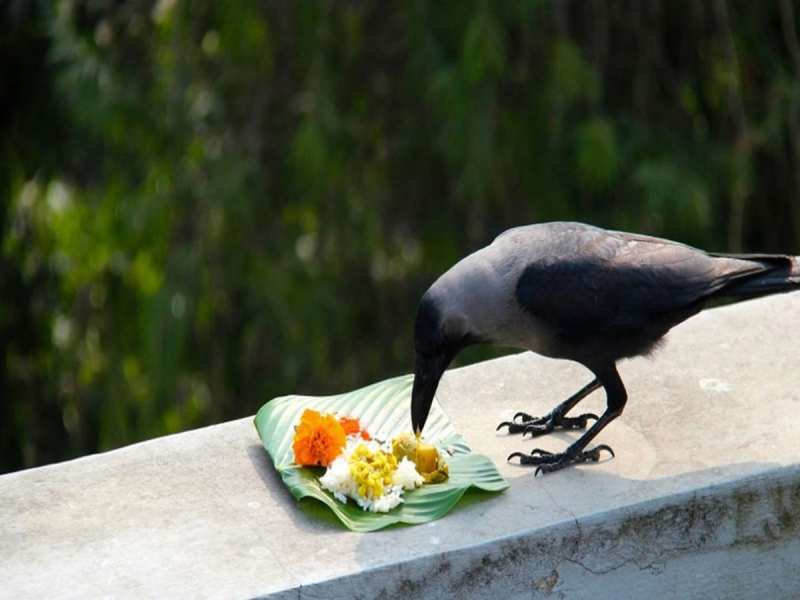 pitru paksha What is the significance of feeding crows