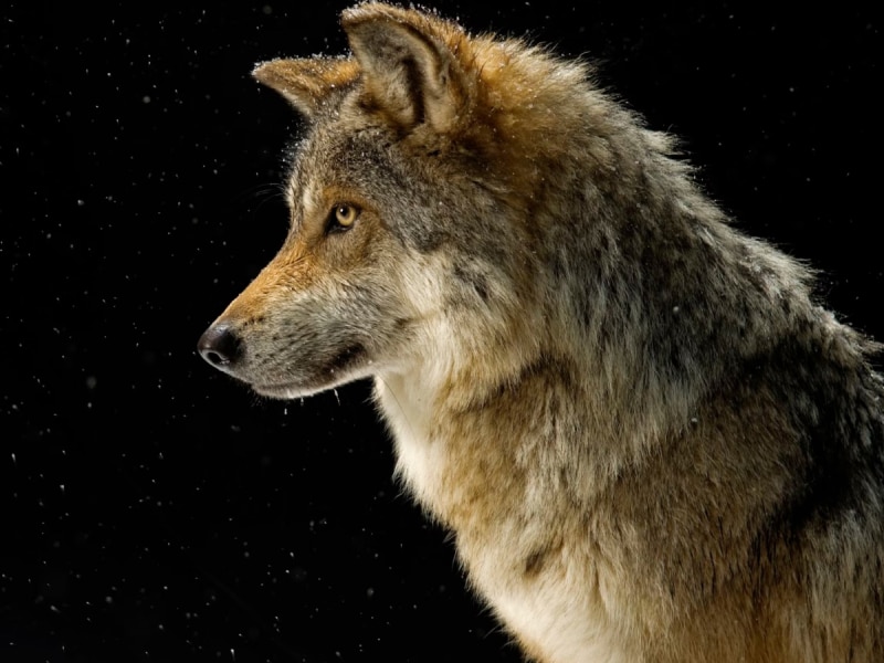 When do wolves go after humans know 6 surprising interesting facts related to wolf