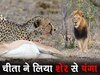 शेर का बाप निकला चीता! शिकार को आंख के सामने से चुराना, भनक तक नहीं लगी; खुद देख लें