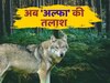 Man-Eating Wolves in Bahraich: पांचवां भेड़िया पकड़ा गया, अब 'अल्फा' की तलाश