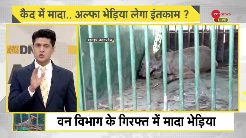 DNA: Bahraich - क्या आखिरी भेड़िया और अग्रेसिव हो गया है?