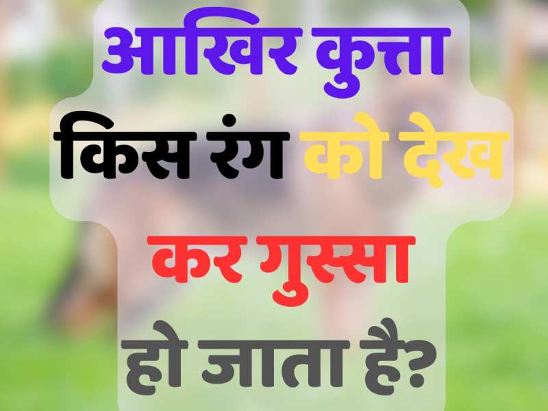 Trending Quiz: आखिर कुत्ता किस रंग को देखकर गुस्सा हो जाता है?